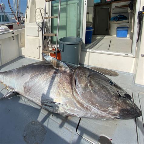 big game fishing algarve|Vilamoura Big Game Fishing .